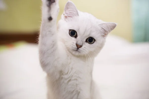 Gato Jovem Bonito Raça Chinchila Escocesa Reta — Fotografia de Stock