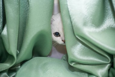 Güzel genç kedi, doğurmak İskoç chinchilla düz