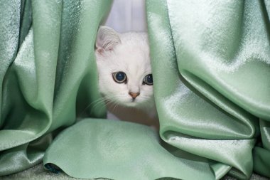 Güzel genç kedi, doğurmak İskoç chinchilla düz