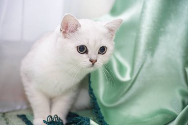 Güzel genç kedi, doğurmak İskoç chinchilla düz