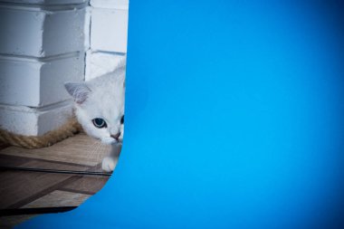 Güzel genç kedi, doğurmak İskoç chinchilla düz