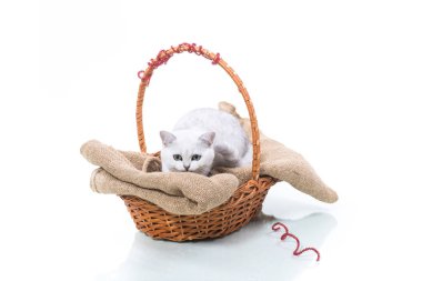 Güzel genç kedi, doğurmak İskoç chinchilla düz