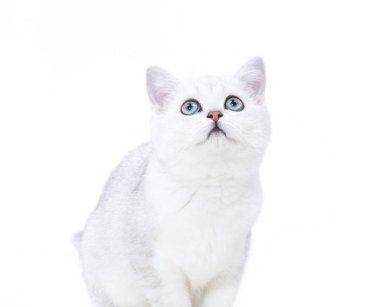 güzel genç kedi doğurmak İskoç chinchilla düz