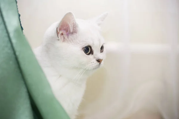 Beautiful Young Cat Breed Scottish Chinchilla Straight — Stock Photo, Image