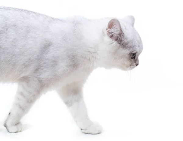 Beautiful young cat breed Scottish chinchilla straight — Stock Photo, Image