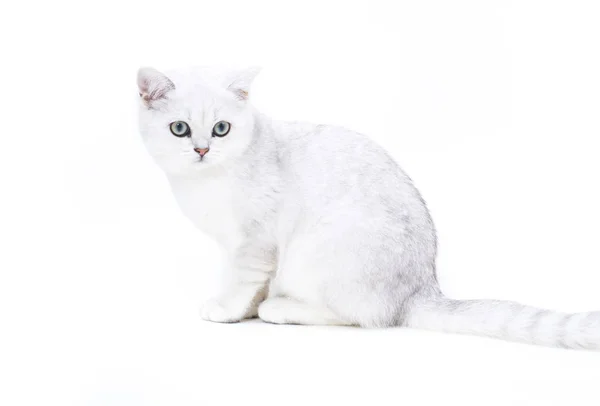 Красива молода кішка породи шотландський шиншили прямі Ліцензійні Стокові Фото
