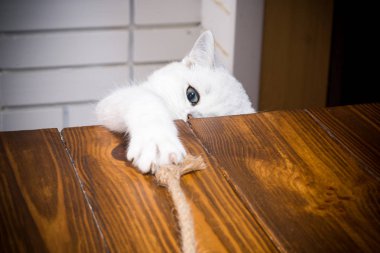 güzel genç kedi doğurmak İskoç chinchilla düz