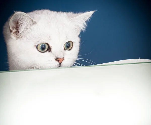 Hermoso joven gato crianza escocés chinchilla recta — Foto de Stock