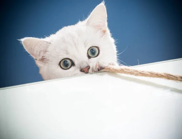 Bela jovem gato raça escocês chinchila reta — Fotografia de Stock