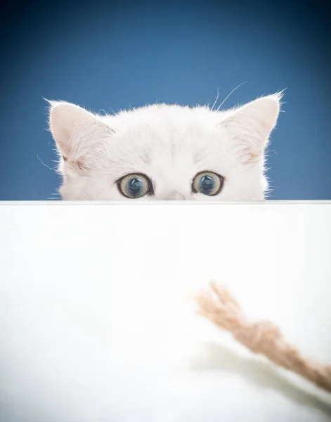 Hermoso joven gato crianza escocés chinchilla recta —  Fotos de Stock