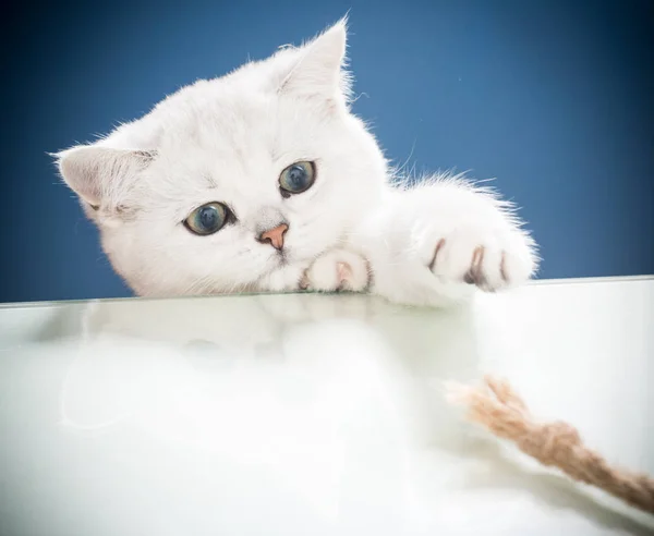 Schöne junge Katze züchten schottische Chinchilla gerade — Stockfoto