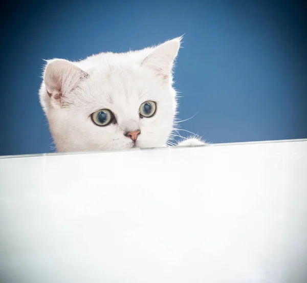 Bela jovem gato raça escocês chinchila reta — Fotografia de Stock