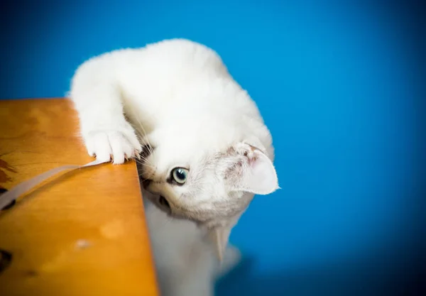 Hermoso Gato Joven Raza Escocesa Chinchilla Recta — Foto de Stock