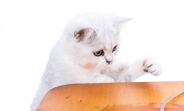 Bela jovem gato raça escocês chinchila reta — Fotografia de Stock