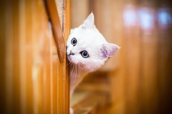 Bela jovem gato raça escocês chinchila reta — Fotografia de Stock