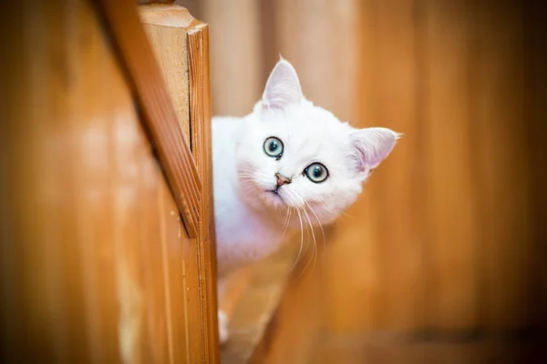 Bela jovem gato raça escocês chinchila reta — Fotografia de Stock