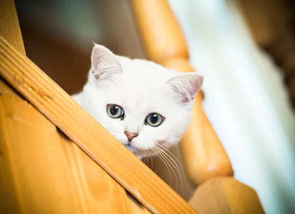 Gato Jovem Bonito Raça Chinchila Escocesa Reta — Fotografia de Stock