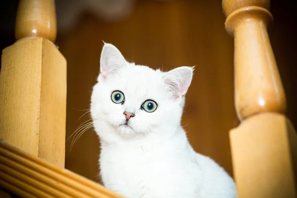 Hermoso Gato Joven Raza Escocesa Chinchilla Recta — Foto de Stock