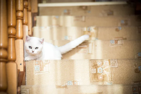 Beautiful Young Cat Breed Scottish Chinchilla Straight — Stock Photo, Image