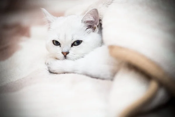 Schöne Junge Katze Züchtet Schottische Chinchilla Gerade — Stockfoto