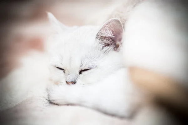 Красиві Молоді Кішка Порода Шотландський Шиншили Прямі — стокове фото