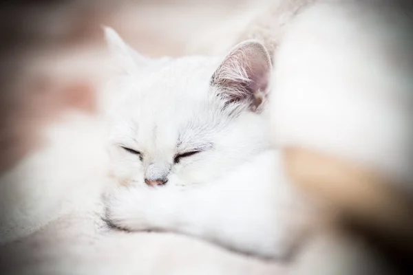 Hermoso Gato Joven Raza Escocesa Chinchilla Recta —  Fotos de Stock