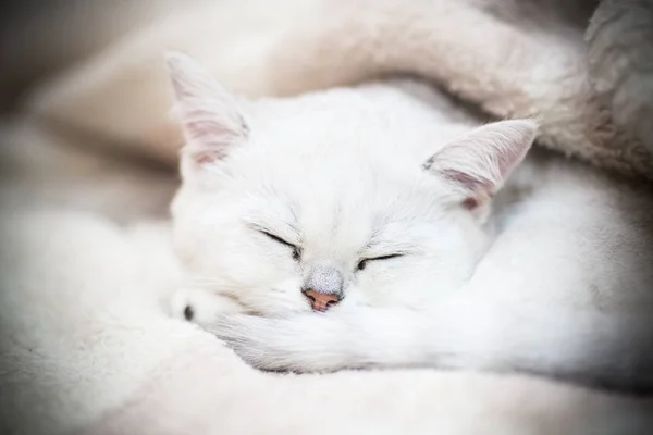 Beautiful Young Cat Breed Scottish Chinchilla Straight — Stock Photo, Image