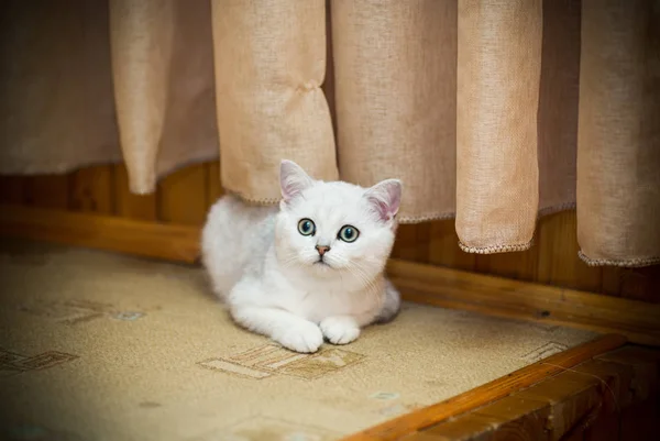 Mooie jonge kattenras Schotse chinchilla rechte Stockafbeelding