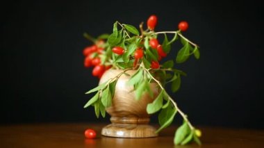 bir dal üzerinde siyah bir izole kırmızı olgun goji berry