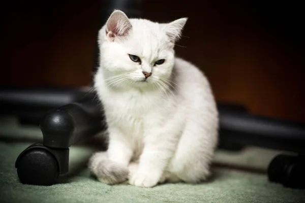 Beautiful Young Cat Breed Scottish Chinchilla Straight — Stock Photo, Image