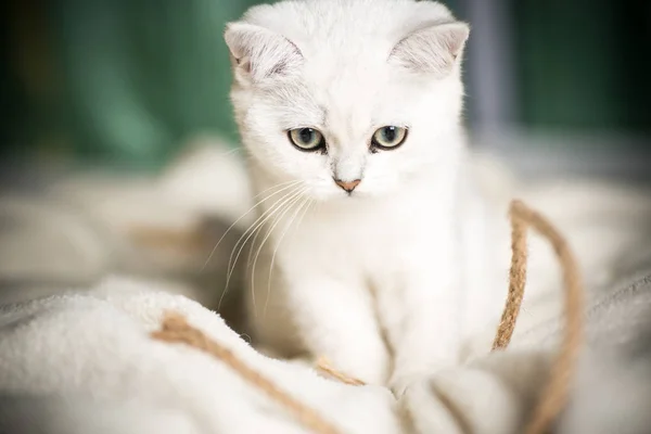 Beautiful Young Cat Breed Scottish Chinchilla Straight — Stock Photo, Image