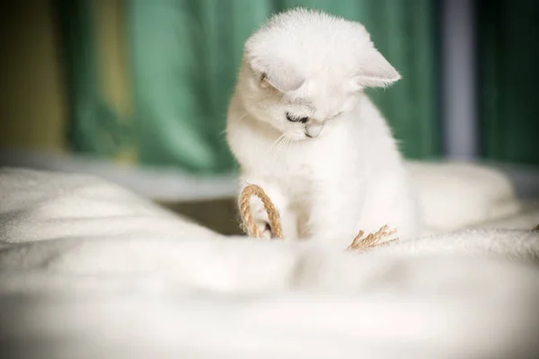 Красивая Молодая Кошка Разводит Шотландскую Шиншиллу Прямо — стоковое фото