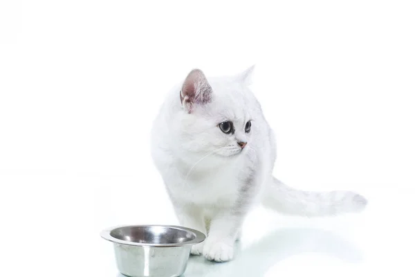 Mooie jonge kattenras Schotse chinchilla rechte — Stockfoto