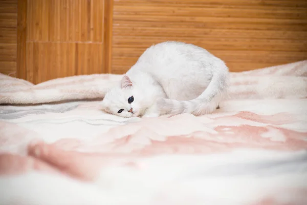 Kucing Cantik Berkembang Biak Chinchilla Skotlandia Lurus Bermain Tempat Tidur — Stok Foto