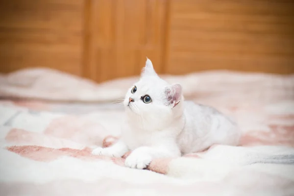 Hermoso Gato Joven Raza Escocesa Chinchilla Recta — Foto de Stock