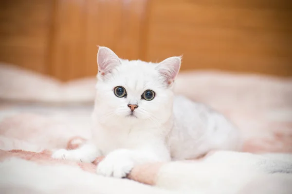 Gyönyörű Fiatal Macska Fajta Skót Csincsilla Egyenes — Stock Fotó