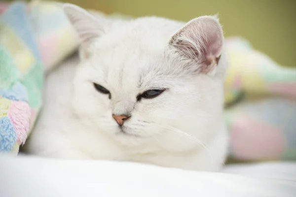 Yatakta Uyuyan Güzel Kedi Doğurmak Skoç Düz Chinchilla — Stok fotoğraf