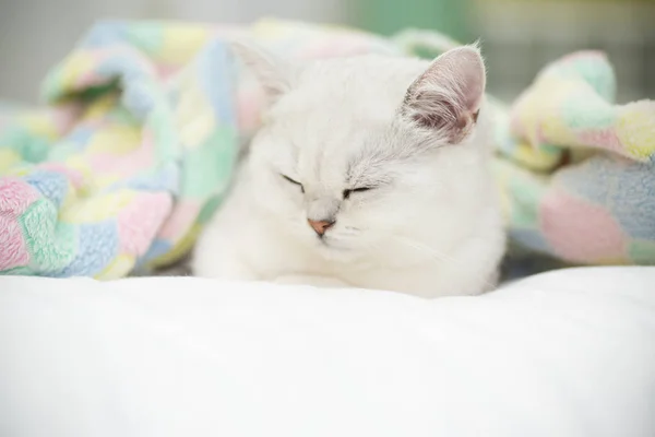 Schöne Katze Züchten Schottische Gerade Chinchilla Schlafen Auf Dem Bett — Stockfoto