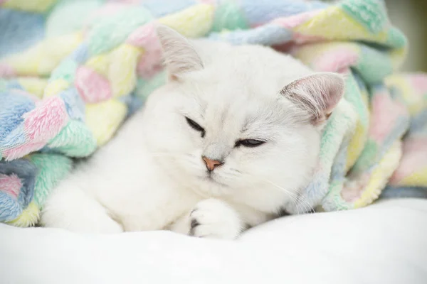 Schöne Katze Züchten Schottische Gerade Chinchilla Schlafen Auf Dem Bett — Stockfoto