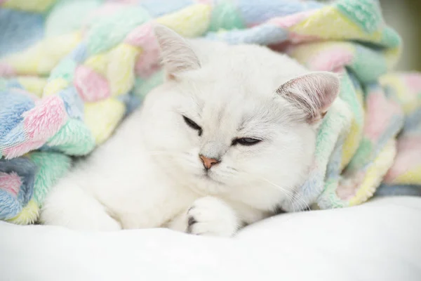 Linda Raça Gato Escocês Chinchila Reta Dormindo Cama — Fotografia de Stock