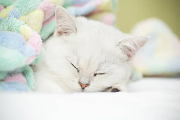 Hermosa Raza Gato Escocés Recta Chinchilla Durmiendo Cama — Foto de Stock