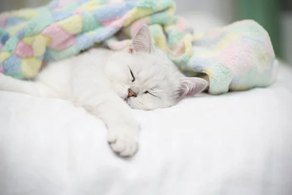 Yatakta Uyuyan Güzel Kedi Doğurmak Skoç Düz Chinchilla — Stok fotoğraf