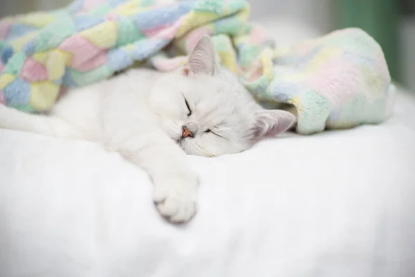 Schöne Katze Züchten Schottische Gerade Chinchilla Schlafen Auf Dem Bett — Stockfoto