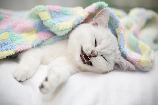 Gyönyörű Macska Tenyészt Skót Egyenes Csincsilla Alszik Ágyon — Stock Fotó