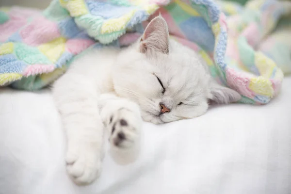 Gyönyörű Macska Tenyészt Skót Egyenes Csincsilla Alszik Ágyon — Stock Fotó