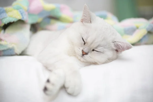 Linda Raça Gato Escocês Chinchila Reta Dormindo Cama — Fotografia de Stock