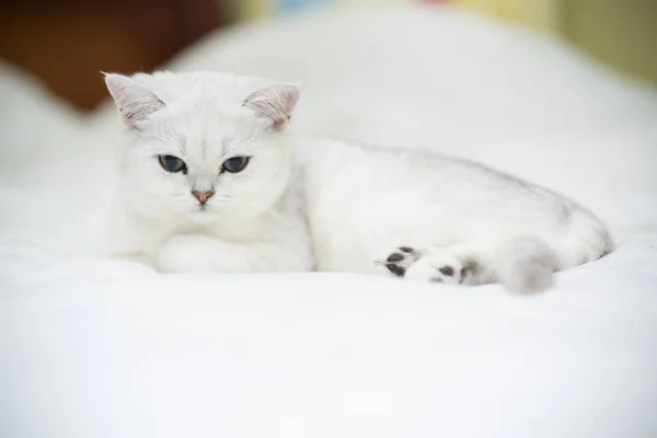 Hermosa Raza Gato Escocés Recta Chinchilla Durmiendo Cama —  Fotos de Stock