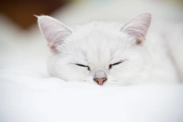 Linda raça gato escocês reta chinchila dormindo — Fotografia de Stock