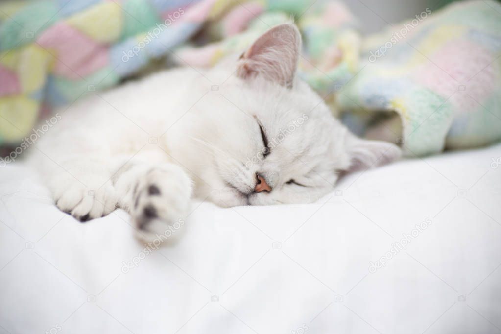 Beautiful cat breed Scottish straight chinchilla sleeping on the bed.