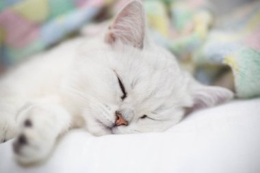 Yatakta uyuyan güzel kedi doğurmak İskoç düz chinchilla.